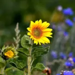 Kan jeg blande forskellige typer af vildtfuglefoder?